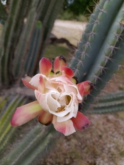 Cereus hildmannianus