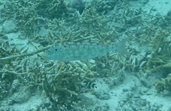 Lethrinus xanthochilus