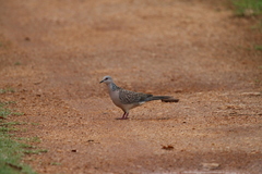 Streptopelia chinensis