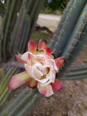 Cereus hildmannianus
