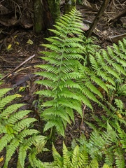 Asplenium bulbiferum