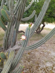Cereus hildmannianus