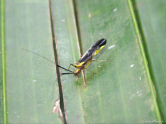 Thyrsophorinae