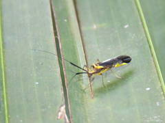Thyrsophorinae