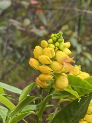 Caamembeca oxyphylla