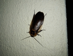 Blaberidae