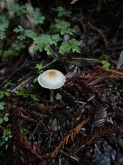 Lepiota castaneidisca
