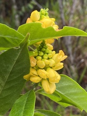 Caamembeca oxyphylla