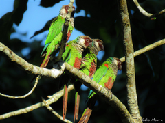 Gray-Breasted Parakeet photo 5