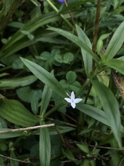 Diodia