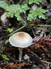 Lepiota castaneidisca
