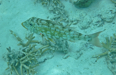 Lethrinus xanthochilus