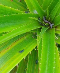 Balacha melanocephala