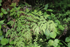 Pteris macilenta