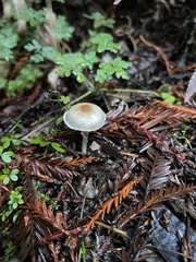 Lepiota castaneidisca