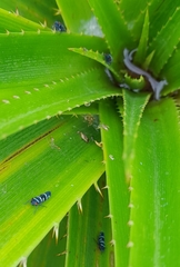 Balacha melanocephala