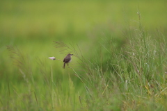 Prinia inornata