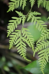 Pteris macilenta