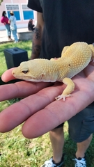 Eublepharis macularius