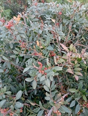 Rhamnus alaternus