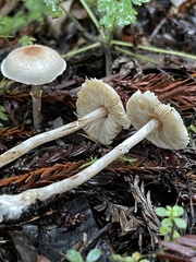 Lepiota castaneidisca