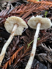 Lepiota castaneidisca