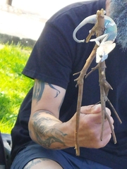 Chamaeleo calyptratus