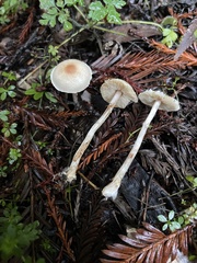 Lepiota castaneidisca