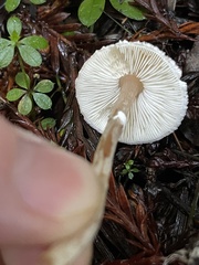 Lepiota castaneidisca