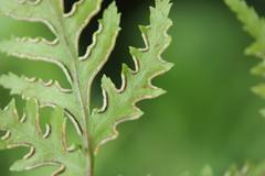 Pteris macilenta
