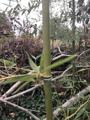Phyllostachys