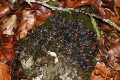 Peltigera degenii