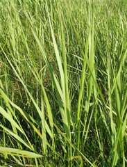 Calamagrostis epigejos