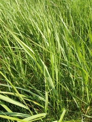 Calamagrostis epigejos