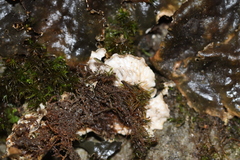 Peltigera degenii