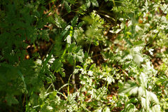 Chaerophyllum temulum