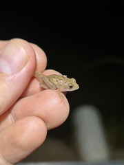 Phrynobatrachus natalensis