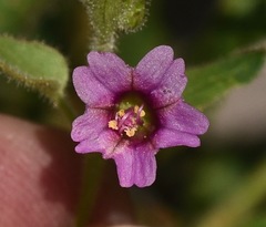 Mirabilis oxybaphoides