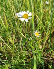 Anthemis arvensis
