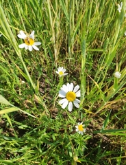 Anthemis arvensis