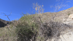 Chilopsis linearis arcuata