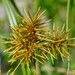 Fragrant Flatsedge - Photo (c) Zihao Wang, some rights reserved (CC BY), uploaded by Zihao Wang