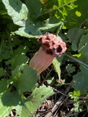 Lysurus periphragmoides