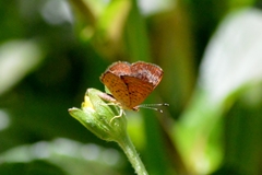 Calephelis aymaran