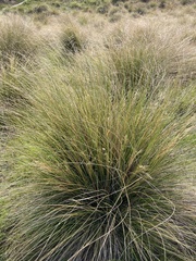 Poa cita