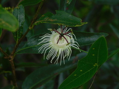 Passiflora misera