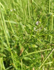 Vicia hirsuta