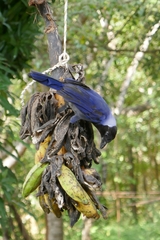 Cyanocorax violaceus