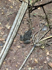 Phrynobatrachus natalensis