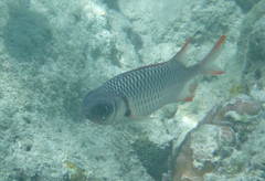Myripristis violacea